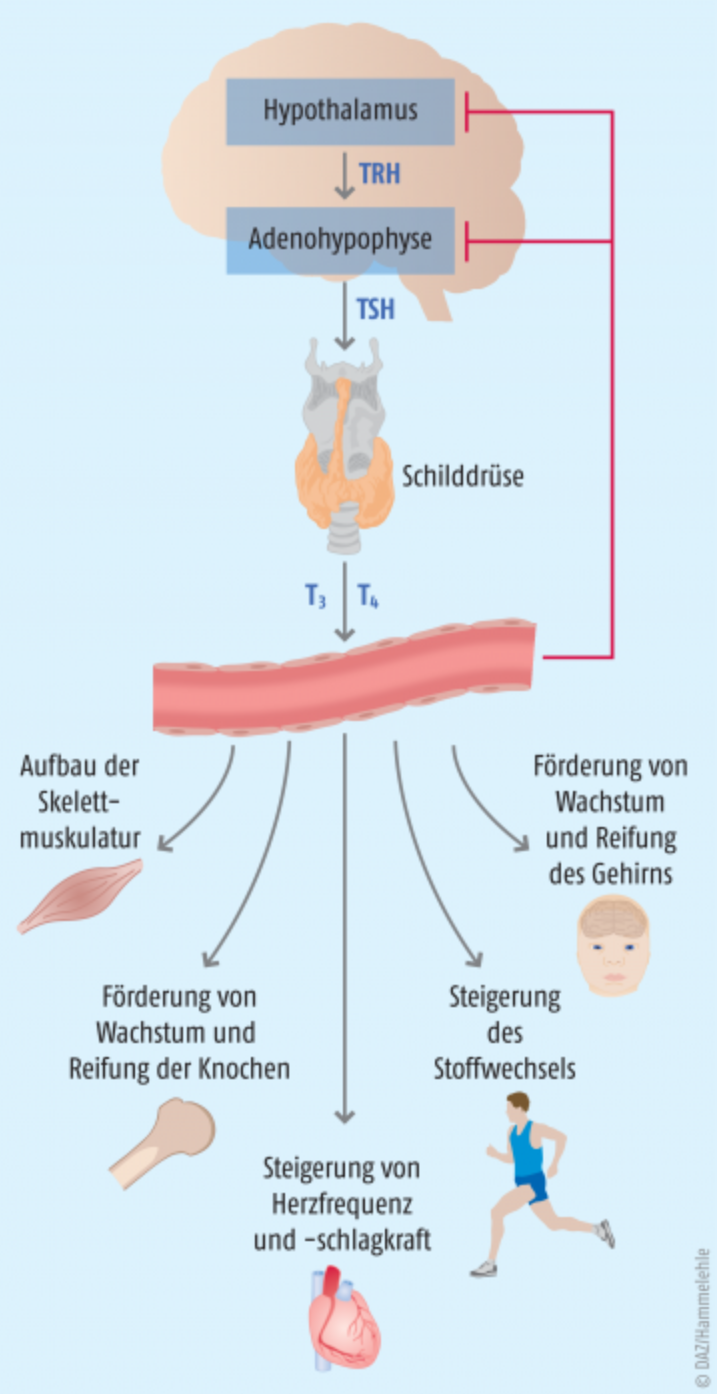 Lage der Schilddrüse
